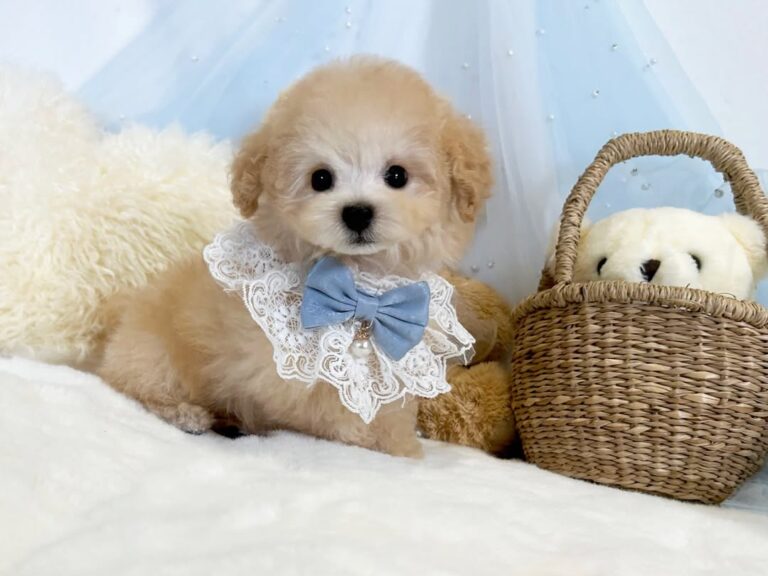 TEACUP POODLE