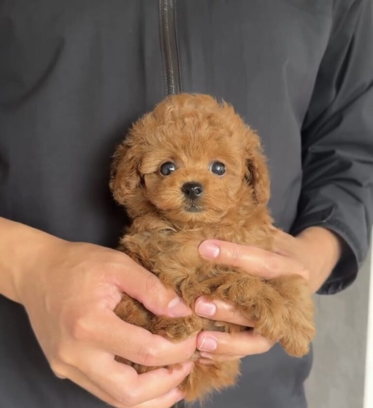 TOY POODLE