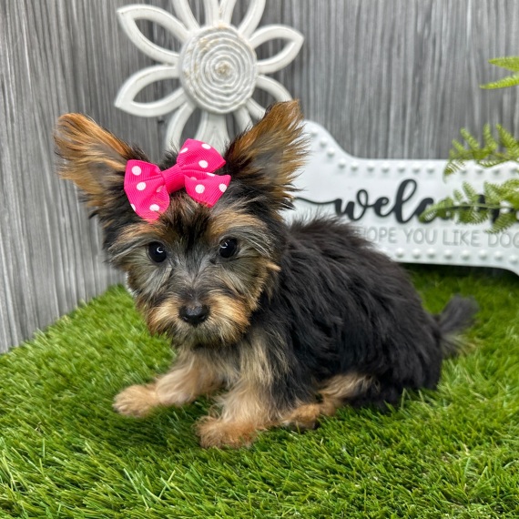YORKSHIRE TERRIER