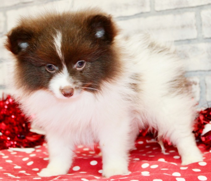 POMERANIAN
