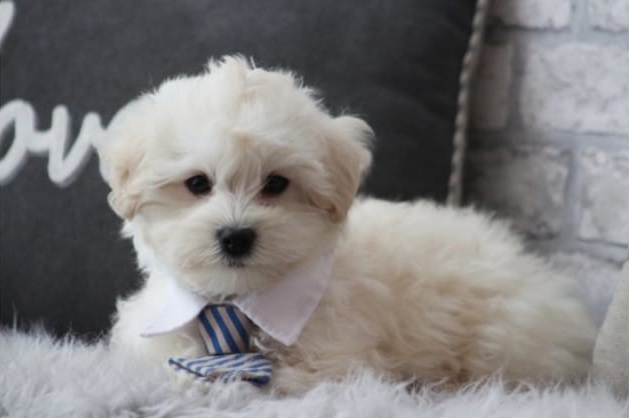 MALTIPOO