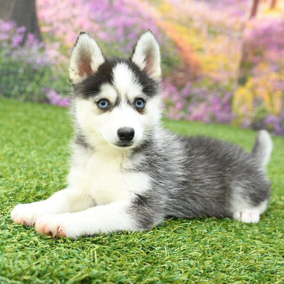 POMSKY